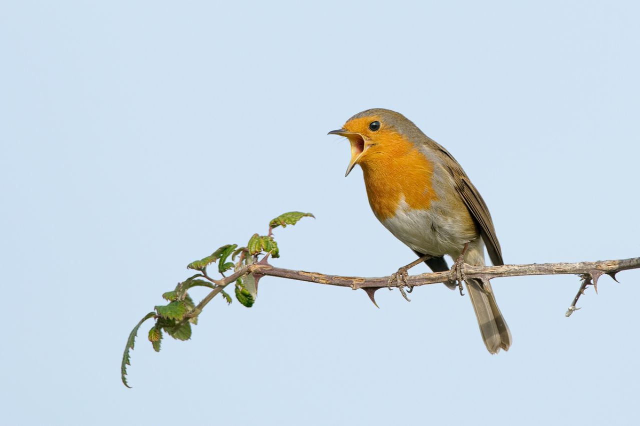 Pettirosso (Erithacus rubecola)